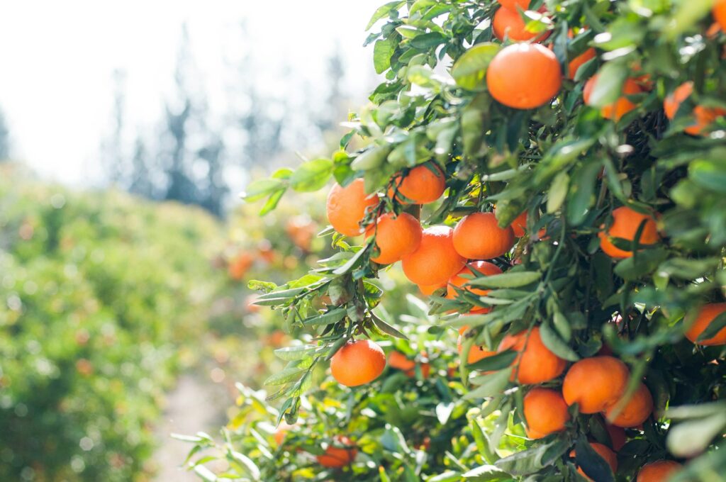 pomorandže, vitamin c, zdrava ishrana