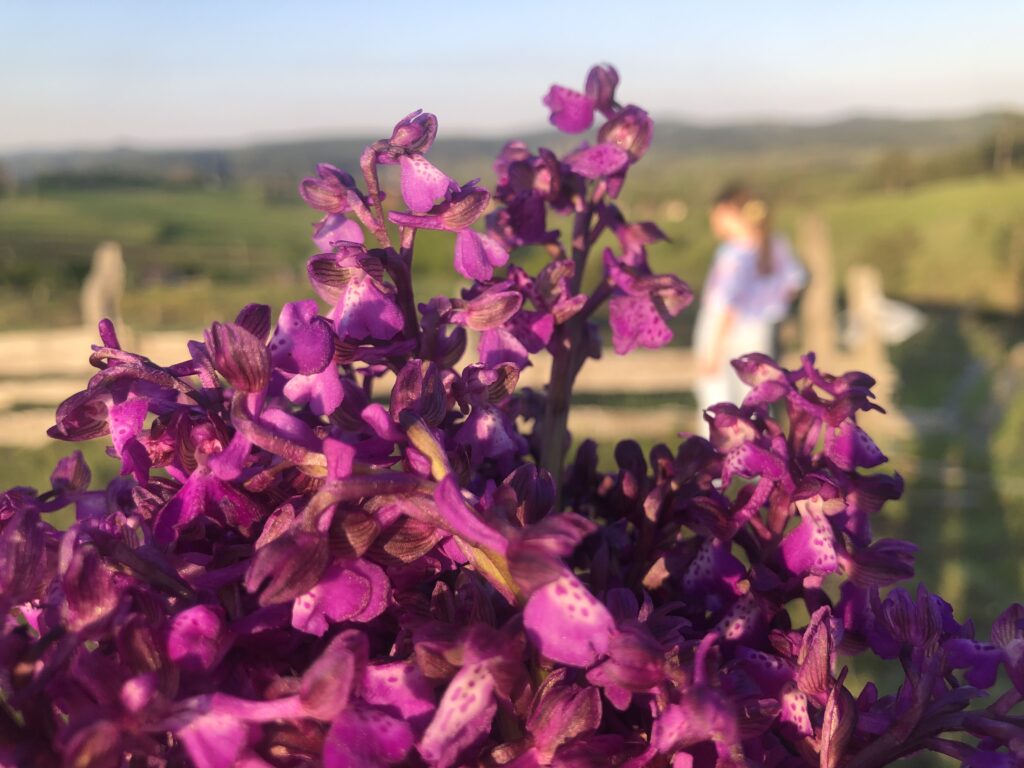 Cveće, livada u pozadini