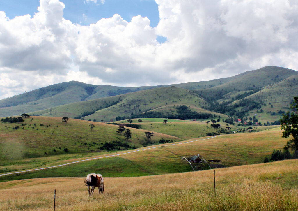 Gajevi, Zlatibor