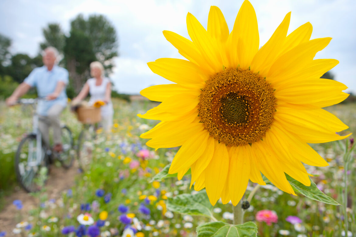 a-close-up-shot-of-a-sunflower-with-senior-couple-2025-10-15-05-08-16-utc Suncokret u Srbiji