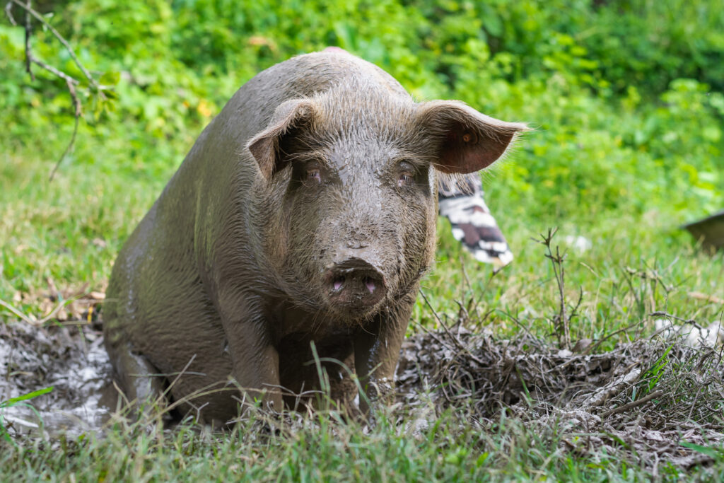 sa krmacom na kolovozu