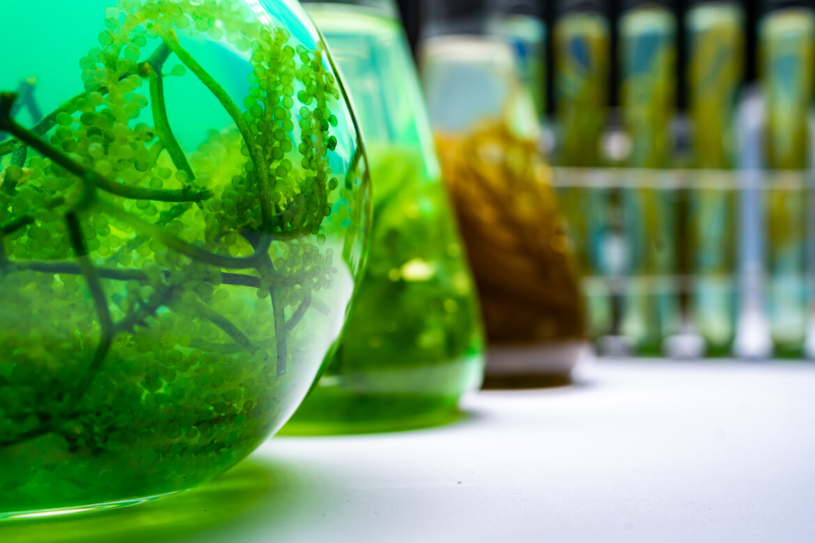 green alga laboratory research, alternative biofuel energy technology, biotechnology concept Zelene transformacije