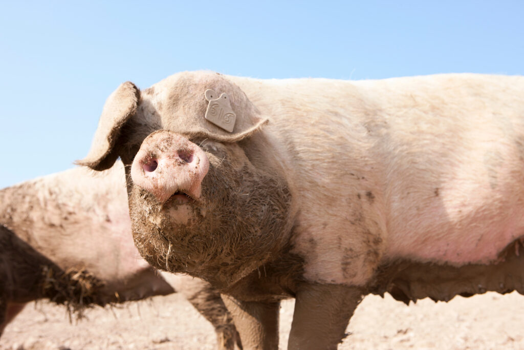 sa krmacom na kolovozu