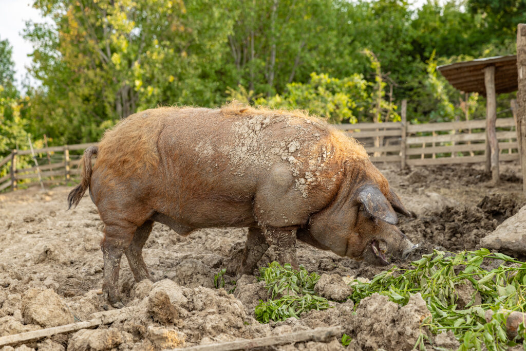 sa krmacom na kolovozu