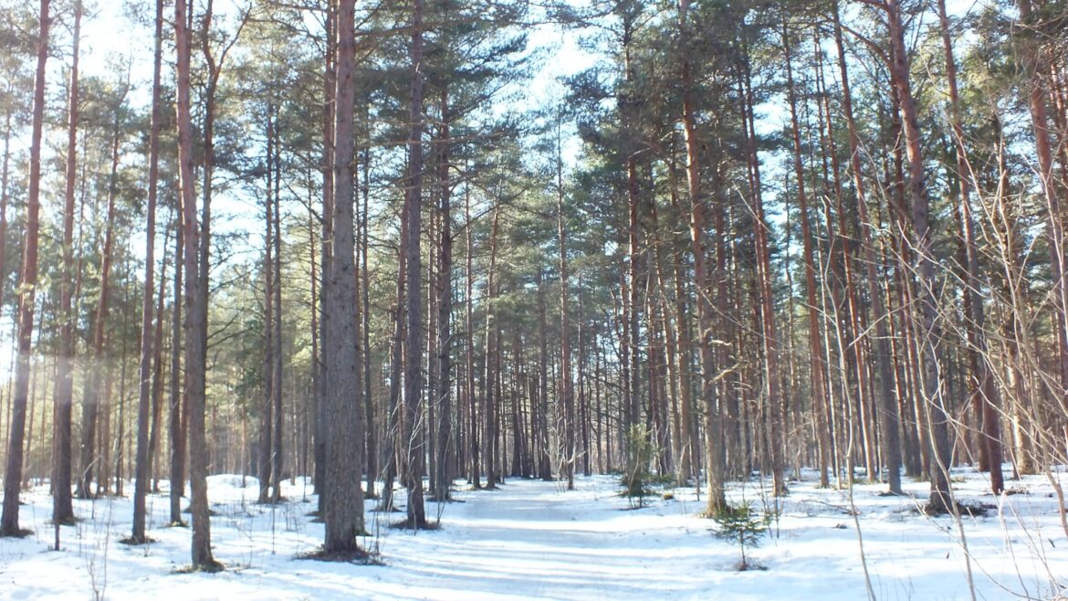 šuma prekrivena snegom sa mnogo visokih stabala, oktobarske padavine