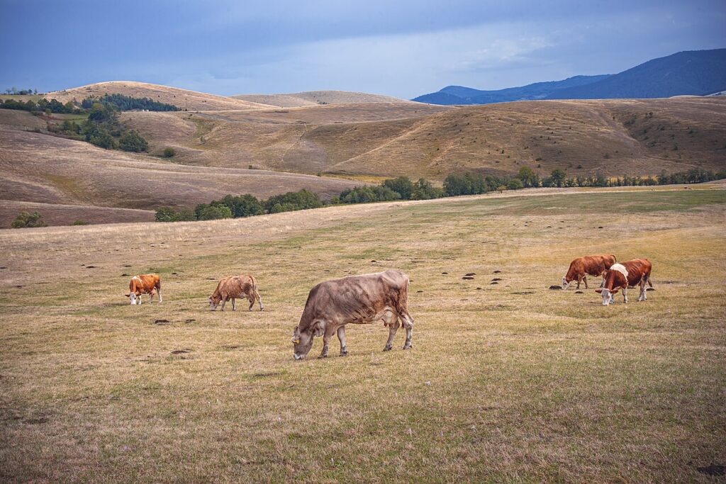 Zlatibor