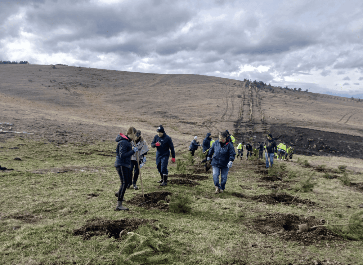 Pošumljavanje Zlatibora