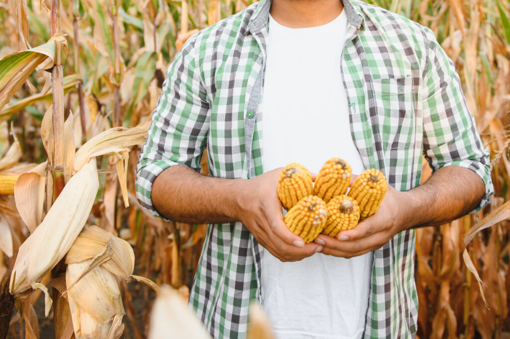 Podsticaji za osiguranje useva 2025: Kompletan vodič za poljoprivredne proizvođače 4 osiguranje useva