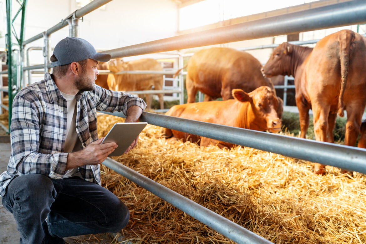 Analiza tržišta stoke