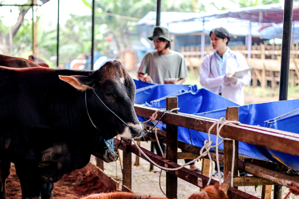 Analiza tržišta stoke