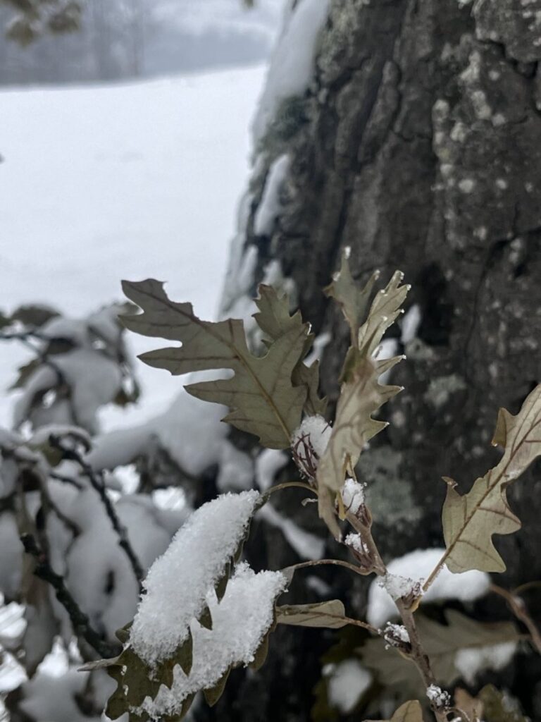 Misterija Zelenih Hrastova kod Užica