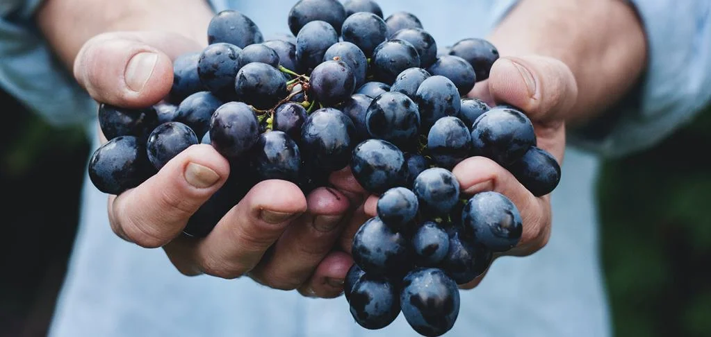 Bezbednost hrane u Srbiji: Da li oštrije kazne mogu da zaštite potrošače od nelegalnog mesa? 2 Bezbednost hrane u Srbiji