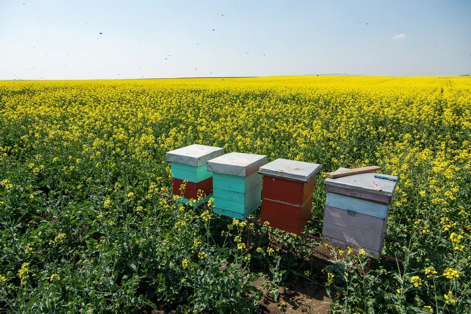 Subvencije u poljoprivredi: Zašto Srbija izdvaja 1,1 milijardu evra i kakve su to mere podrške? 2 Subvencije u poljoprivredi