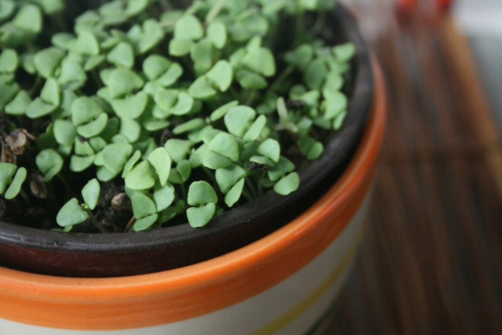 Briga o zelenim površinama u gradu: Kako radnice „Bioktoša“ oblikuju urbani pejzaž 2 Briga o zelenim površinama u gradu