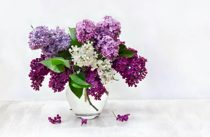 Jorgovan i Vaskrs: Simbol obnove, blagostanja i narodna verovanja 2 Jorgovan i Vaskrs